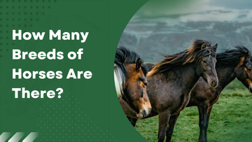 How Many Breeds of Horses Are There?