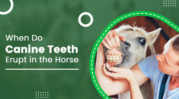 When Do Canine Teeth Erupt in the Horse