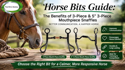 Best Horse Bits for Beginners, Training, and Competition