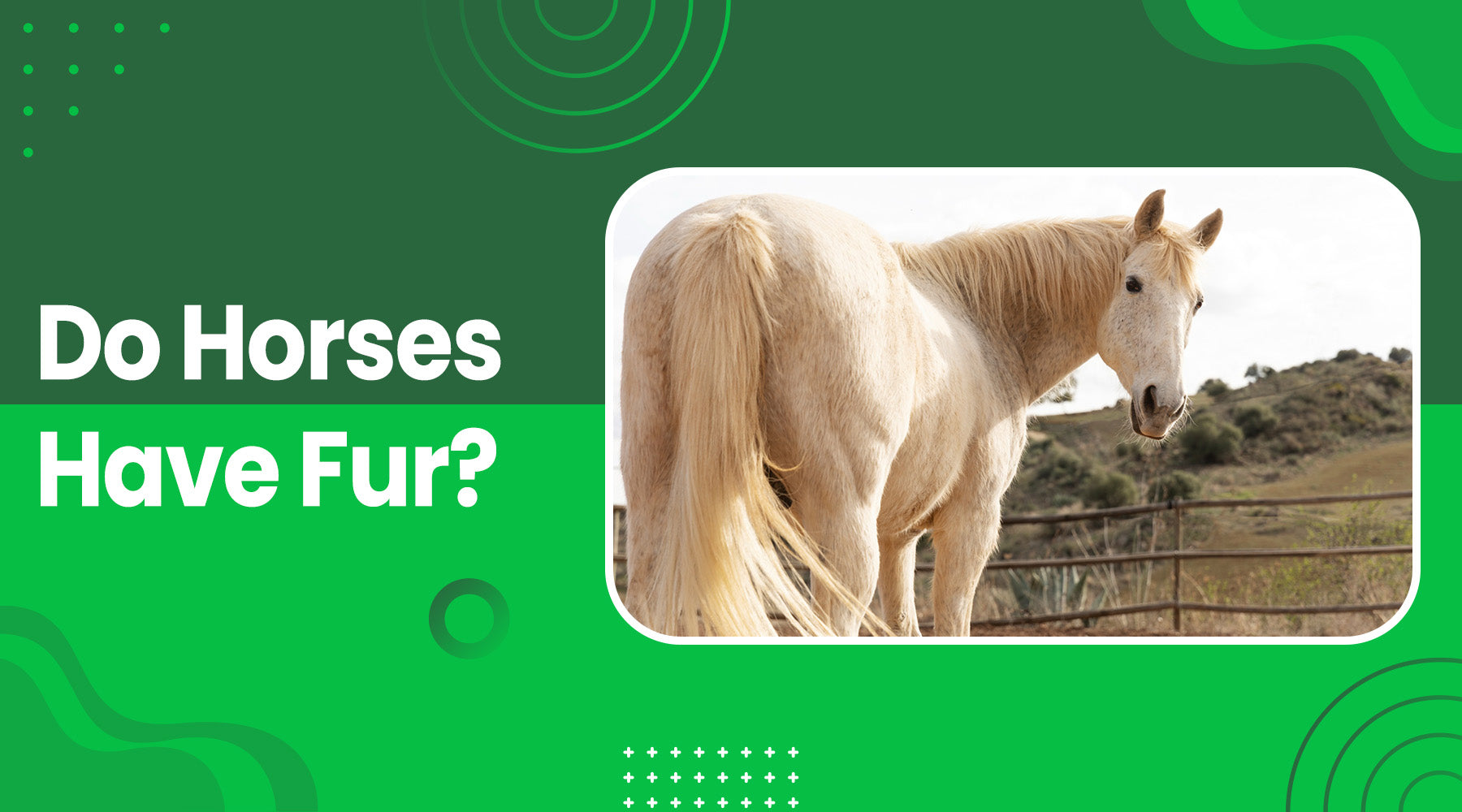 Do Horses Have Fur? Understanding Equine Hair vs. Fur