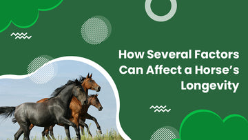 Several Factors Can Affect a Horse’s Longevity
