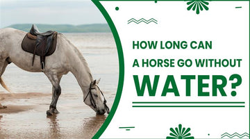 How Long Can a Horse Go without Water