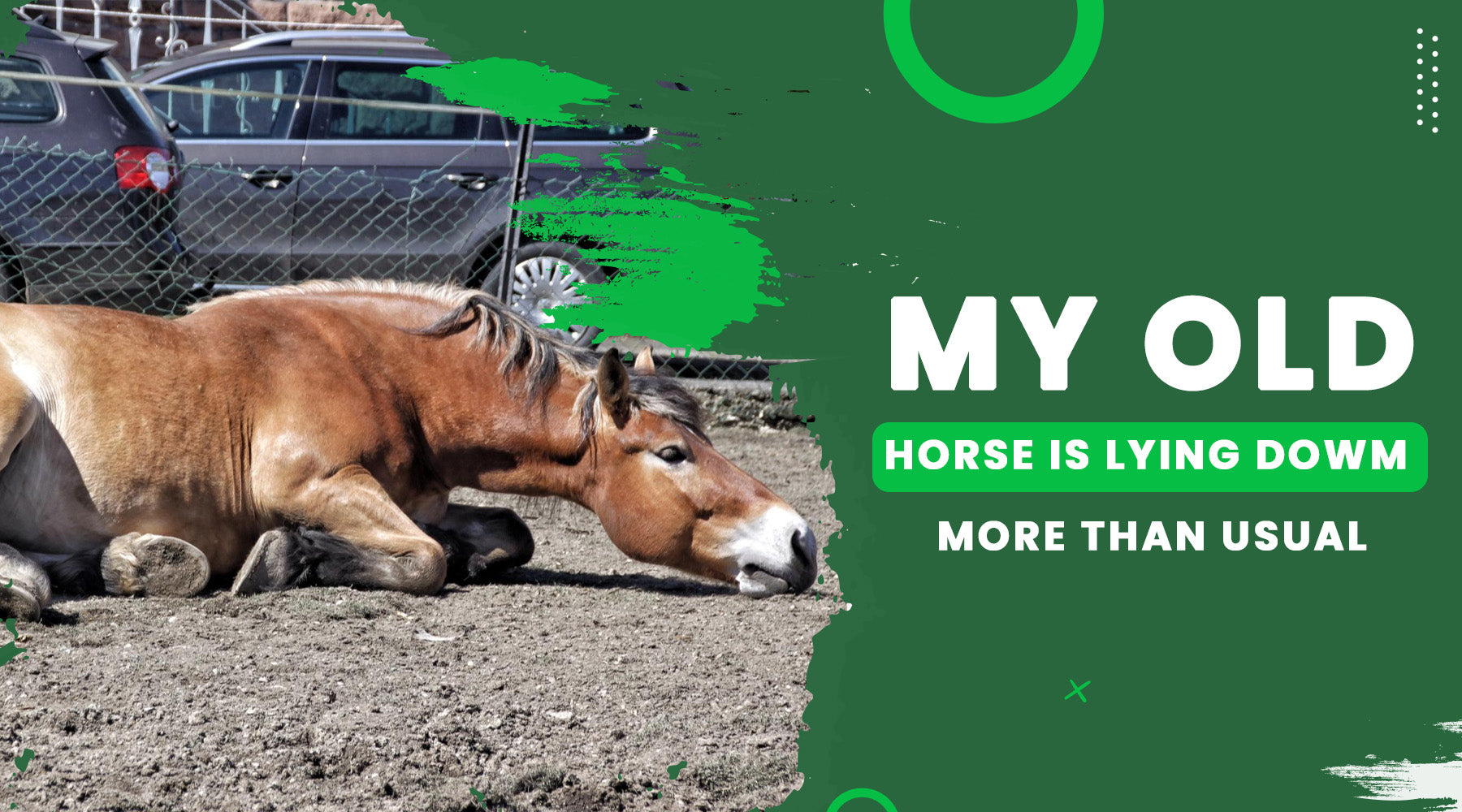 Why My Old Horse is Lying Down More Than Usual