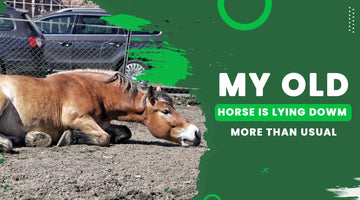 Why My Old Horse is Lying Down More Than Usual