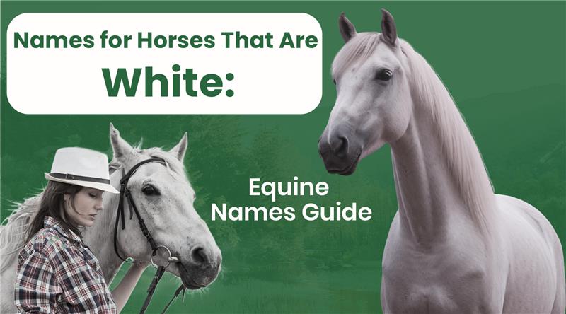 Names for Horses That Are White