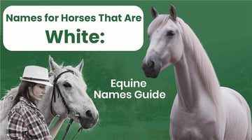 Names for Horses That Are White