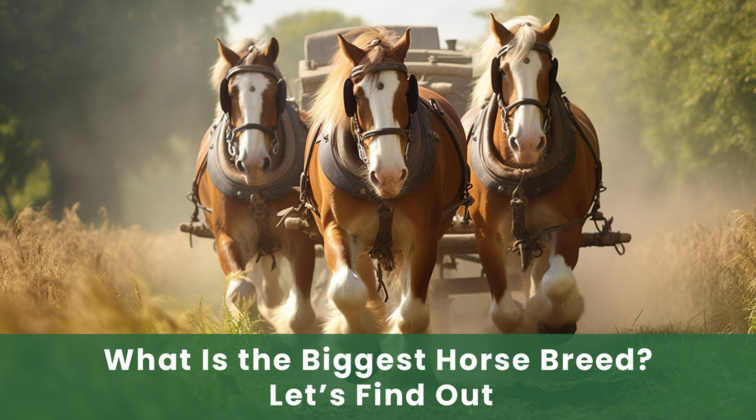 What Is the Biggest Horse Breed