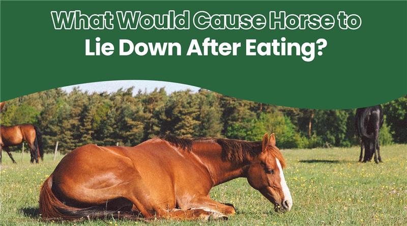 What Would Cause Horse to Lie Down After Eating