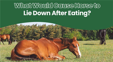 What Would Cause Horse to Lie Down After Eating
