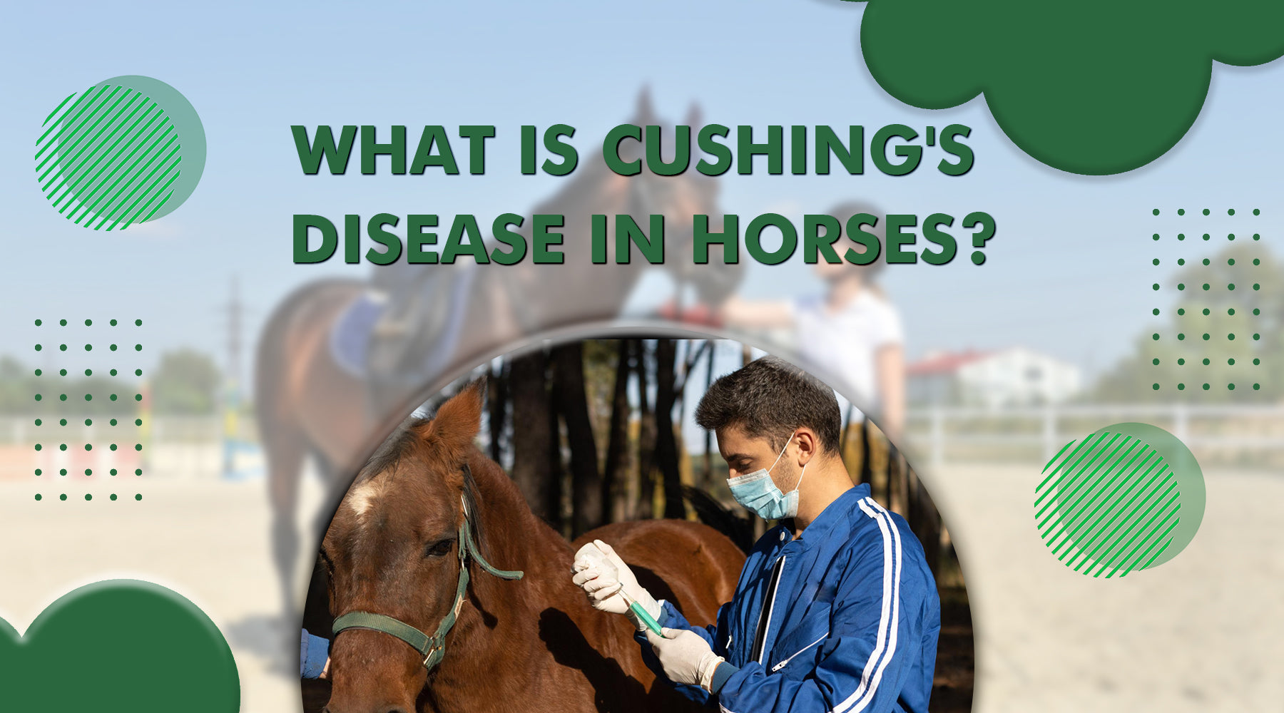 What is Cushing's Disease in Horses