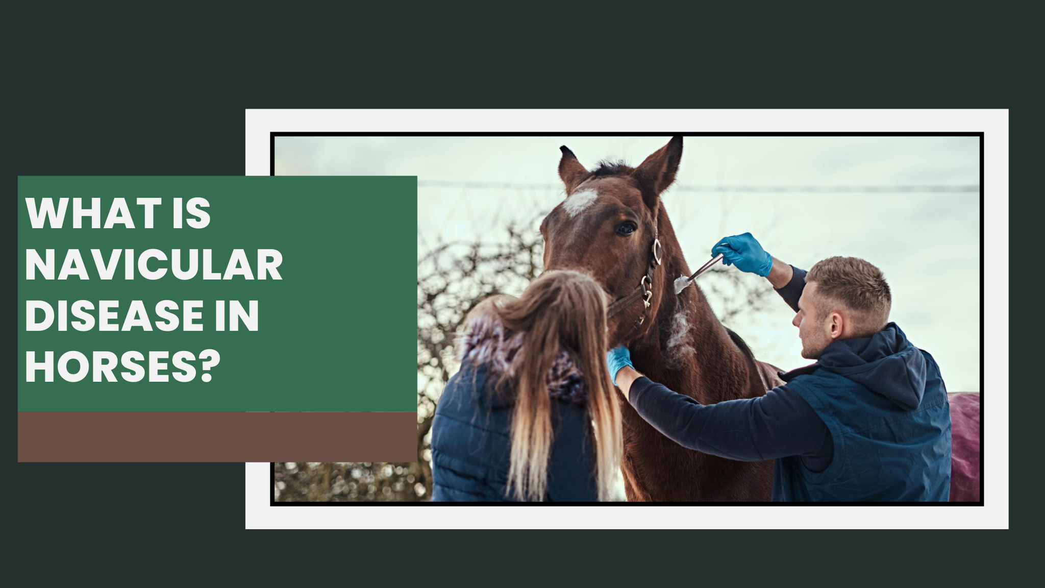 What is Navicular Disease in Horses