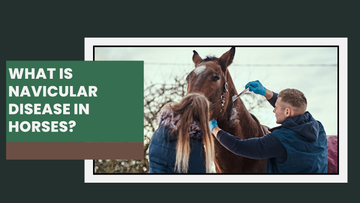 What is Navicular Disease in Horses