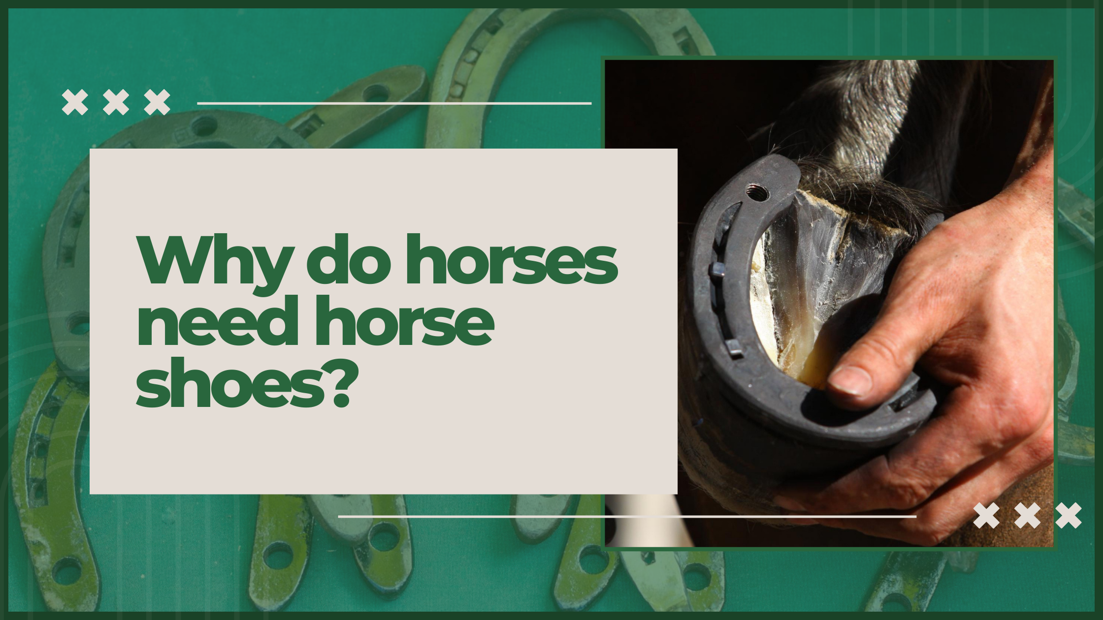 Why Do Horses Need Shoes? | Horse Shoe Benefits & Purpose – The Epic Animal