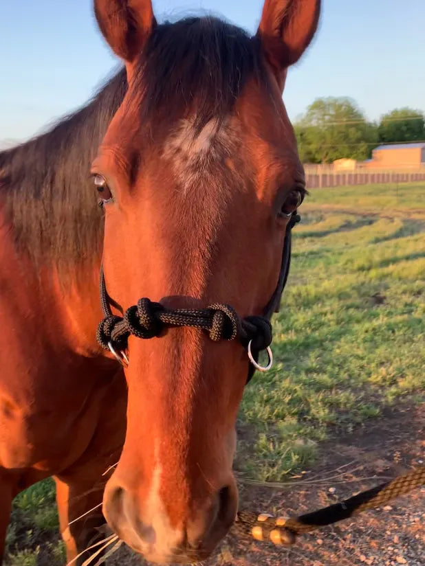 Horse looking at you closely