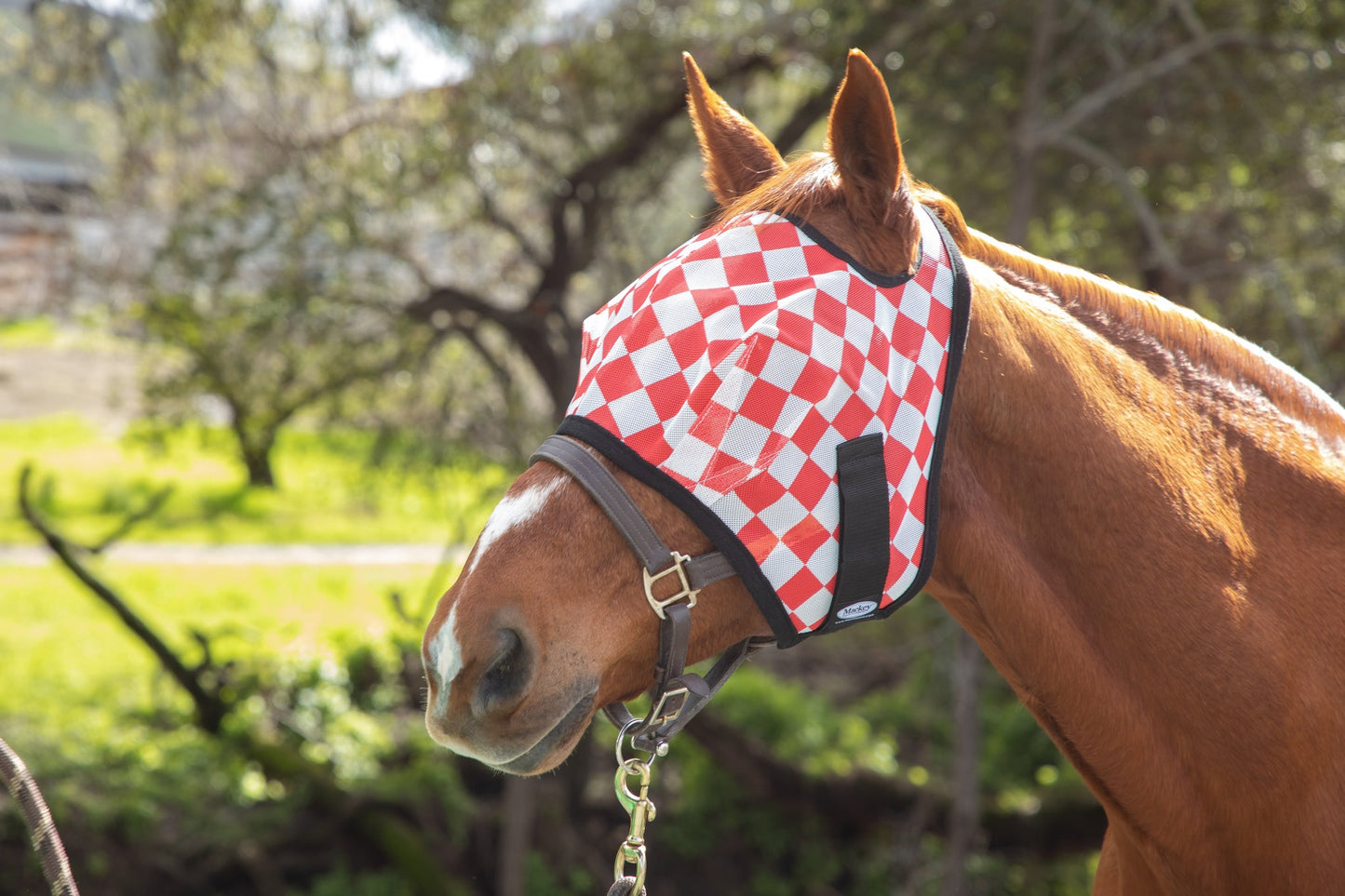 Horse wearing a red and white checkered fly mask in an outdoor setting