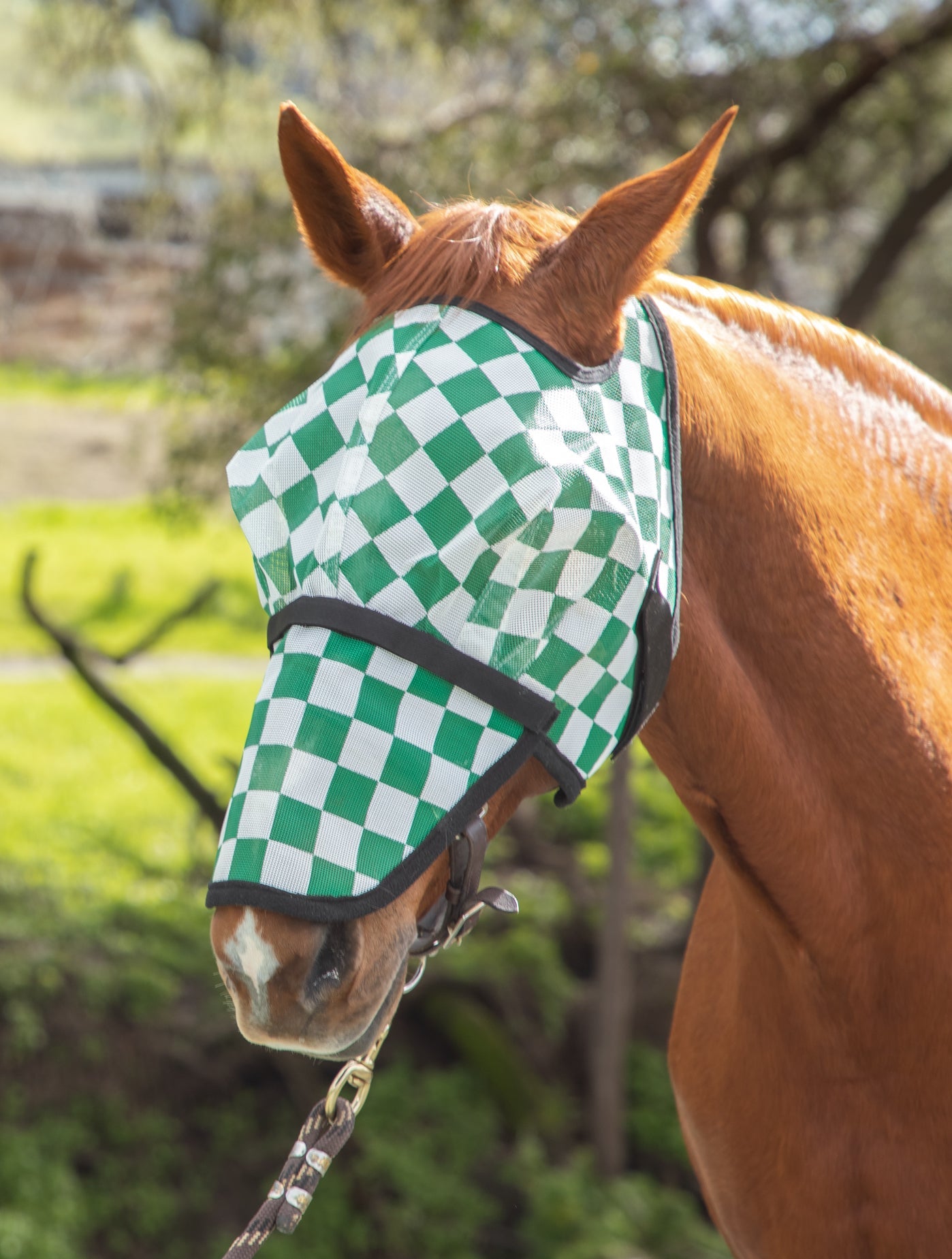 Horse wearing a green and white checkered fly mask with a blurred natural background