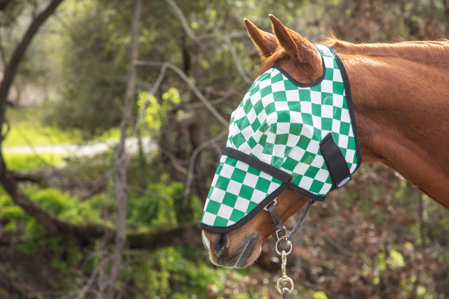 Horse wearing a green and white checkered fly mask in a natural setting