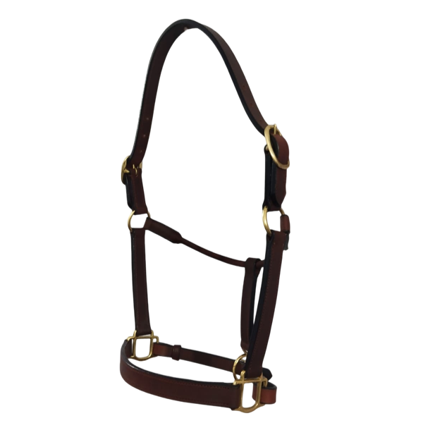 Brown leather horse halter with gold hardware on a white background