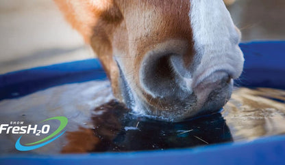 Show FresH2O Equine Water Treatment Bottle, Eliminate Chlorine in Drinking Water, Reduce Risk of Colic by Supporting Hydration, Easy Use