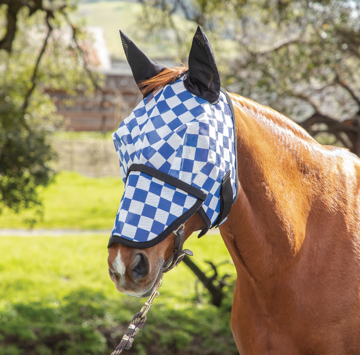 Horse wearing a blue and white checkered fly mask in a grassy field.